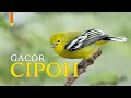 Download Lagu Suara Gacor Burung Kicau Cipoh [Ocehan Sirtu] | GACOR