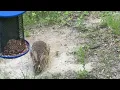 Do Rabbits eat Bird Seed