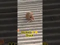Lagu monkey shock 😲#viralvideo #shotrs