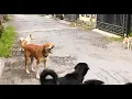 Download Lagu ANJING MENGGONGGONG