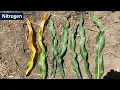 Corn Nitrogen Recommendations Yield Goal Approach vs Maximum Return to Nitrogen MRTN