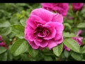 Alan Jackson -  Like Red on A Rose