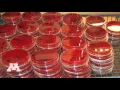 Veterinary Diagnostic Laboratory