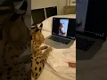 Download Lagu This cat watch her onlyfan! #shorts #viral #pets #catslover #onlyfans #onlystatus #trending