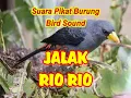 Download Lagu SUARA PIKAT BURUNG JALAK RIO RIO | JALAK RIO RIO PIKAT