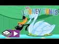 Download Lagu New Looney Tunes | Daffy And The Swan | Boomerang UK