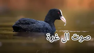 صوت ال غرة صوت غر اصلي Fulica Atra الصيد 