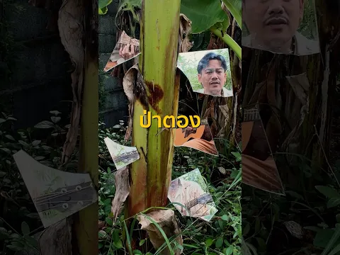 ถ้าป่าตอง ต้องไปเที่ยวทะเลแล้วป่ากล้วย ต้องไปทำอะไรครับ ?