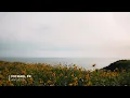 Michael FK - Anthesis