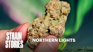 Northern Lights Strain Stories Herb