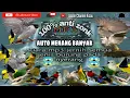 Download Lagu Oplosan.. suara pikat semua jenis burung kecil..suara jernih #anti_zonk