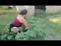 Download Lagu Caring for my Bean Plants ‼️