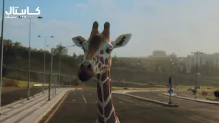 زرافة 🦒