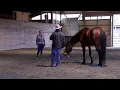 Download Lagu Working With A Sensitive Horse - Part 1 - Bringing The Mind Back Into Connection