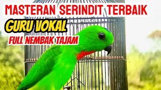 masteran burung serindit nembak tajam gacor bikin emosi semua burung serindit