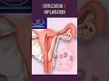 Lagu Fertilization \u0026 Implantation #shorts #pregnancy