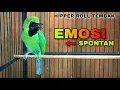 Download Lagu EMOSI SPONTAN !! CUCAK IJO ROLL TEMBAK JAMTROK MAIN HIPPER