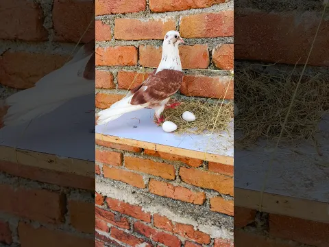 Kabuter Ka Ek Anda gir Gaya 😲 #pigeon #shorts #skpigeonloft #reaction #birds