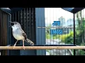 Lagu Burung Ciblek SEMI Gacor NGEBREN Untuk Pancingan Ciblek dan MASTERAN BURUNG Kesayangan Anda