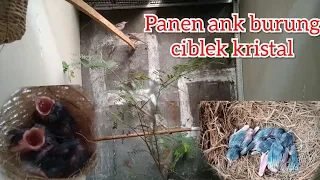panen anakan ciblek kristal