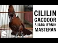 Lagu MASTERAN CILILIN GACOR JERNIH ,PASTI CEPAT MASUK