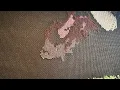 Gizmo From Fur To Fabric Part 11