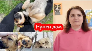 Три уличные собаки ищут дом