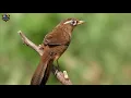 Download Lagu BURUNG HWAMEI WAMBI NGAMUK ISTIMEWA GACOR SUARA JERNIH ISIAN BANYAK
