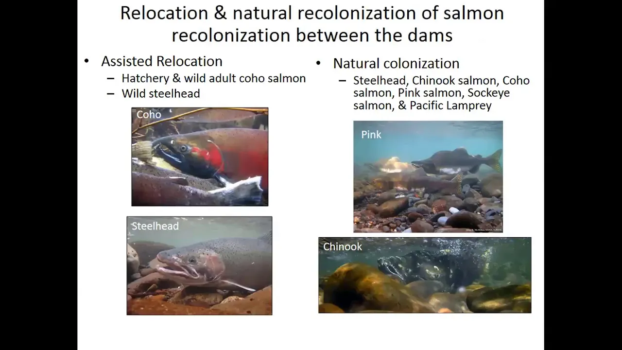 Ecosystem response to the removal of the Elwha River Dams - Pess