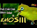 Download Lagu CIAK CIAK KECIAL KUNING SUPER AMPUH‼️BIKIN KECIAL SEHAT DAN RAJIN BUNYI|| KICAU BUMI_LOMBOK.