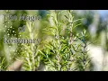 The Magic of Rosemary Uses benefits and folklore ll Green Witch Garden Series Ep 1