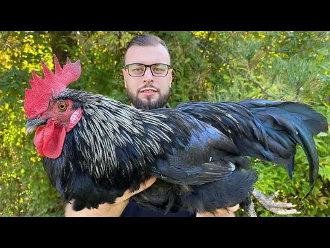 Chaqaloq qogirchoq porno