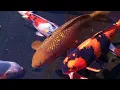 Koi Pond 2 Hours Zen Garden Relaxation Mindfulness Total chill Meditation