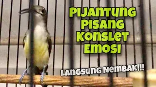 konslet pijantung pisang gacor dor full nyerecet mbeset durasi panjang kicau tembak