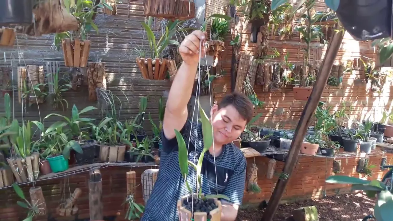 COMO PLANTAR UMA ORQUIDEA CATLEYA EM UM CACHEPO DE MADEIRA E EM TOQUINHO
