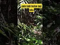 Download Lagu detik-detik suara babi hutan saat kenal jerat #jeratbabi
