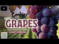 Frozen Grapes Strain Review Cookies Sweet Candy Flavor Relaxing Hybrid