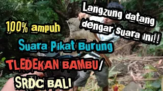 Download 🔴TERBARU! Suara Pikat BURUNG SRDC BALI / TLEDEKAN BAMBU 100% AMPUH!!!! MP3