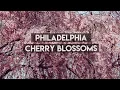 Philadelphia Cherry Blossoms