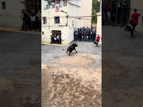 ¡Espectacular toro cerril en la Foia! ¡Impresionante! #toros #bull #toro