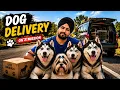 HUSKEY DELIVERED NEAR BATALA PETS EMPORIUM AMRITSAR HUSKEY WOLLY COAT PUPPY