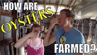 How Oysters are Farmed! | Sailing Wisdom Ep 51