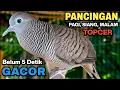 Download Lagu Perkutut Lokal Gacor Suara Paling Ampuh Untuk Pancingan Burung Perkutut Agar Bunyi.