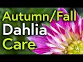 Download Lagu Dahlias: Spot a Bud from a Dud! - Pots \u0026 Trowels