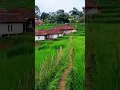Download Lagu Kampung Tengah Sawah #shortsvideo #shortsfeed #pedesaan #shorts