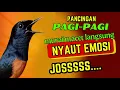 PANCINGAN PAGI-PAGI AGAR MURAI GACOR❗❗ MURAI MACET PASTI NYAUT EMOSI❗❗
