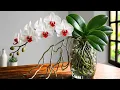 I Stopped Using Orchid Soil What Happened After 30 Days Shocked Me