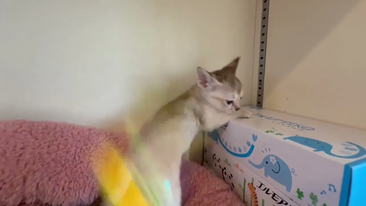 動画
