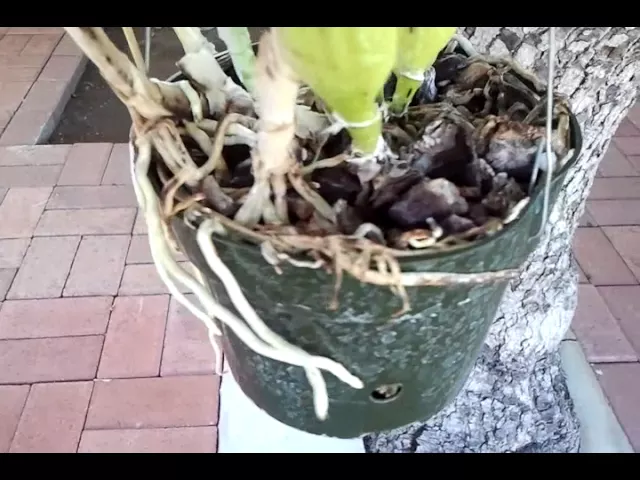 CATTLEYA ORCHIDS BLOOM IN FALL 2015 (THANKS FOR WATCHING)