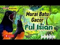 Ampuh untuk PANCINGAN Murai Batu biar Gacor Ful isian 